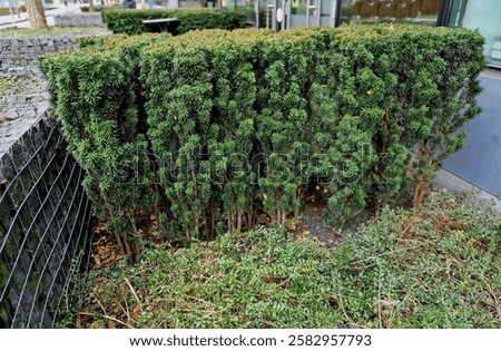 Similar – Image, Stock Photo Cut tree with barrier tape in park