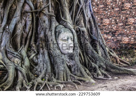 THE ROOTS AROUND THE HEAD OF BUDDHA IMAGE