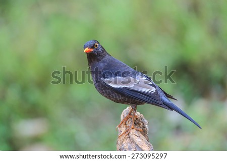 Grey-winged Blackbird, Male, Beautiful Bird of Thailand