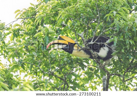 Great hornbill, Great indian hornbill, Great pied hornbill  beautiful bird of Thailand