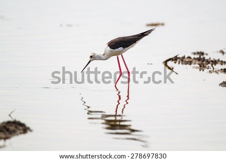 Bird, Black-winged Stilt  (Himantopus himantopus) walking in nature of Thailand