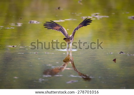 Bird, Brahminy kite, Red-backed sea-eagle (young) learning to catches fish in nature