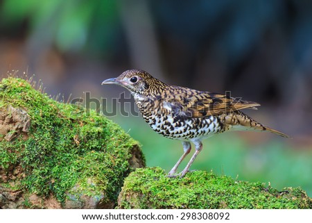 White Thrush or Tiger Thrush bird standing in the nature of northern Thailand