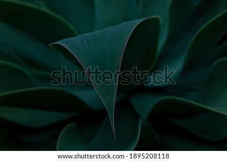 Closeup detail of agave attenuata plant leaves details texture. abstract natural pattern background, dark green toned. Well-focused leaf with blurred background shaped like lines.Dark and moody feel. ストックフォト © 