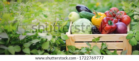 Fresh organic vegetables in a wooden box on the background of a vegetable garden.Cabbage, pepper, eggplant, carrot, cucumber.Raw healthy food concept. Concept of biological, bio products, bio ecology