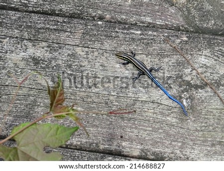 A lizard with a blue tail on a wooden deck