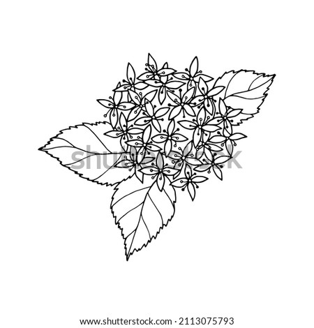 Flowering branch of Hydrangea paniculata Skyfall ornamental shrub with flowers, buds, leaves, freehand drawing with liner.  