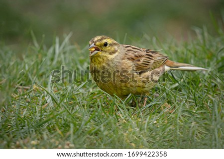 Similar – Image, Stock Photo Yellowhammer searching for food on the forest floor