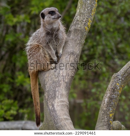 An Alert meerkat up a tree on the lookout for danger