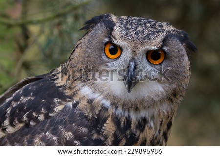 The Eurasian eagle-owl is a species of eagle-owl resident in much of Eurasia. It is sometimes called the European eagle-owl