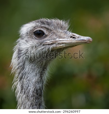 close up and detailed head portrait of a Rhea in square format looking to right
