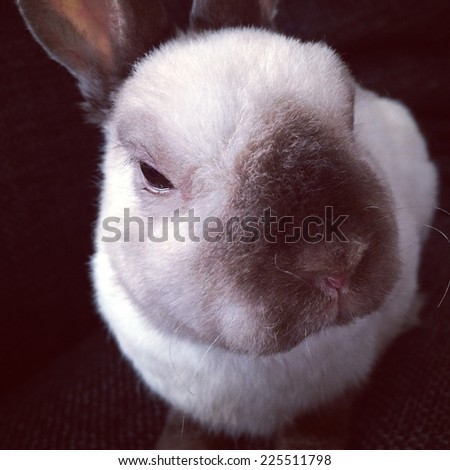 An extreme close-up of a furry bunny rabbit.