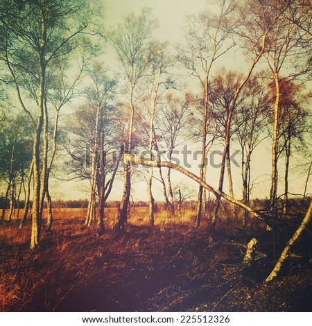 A copse of tall trees in the sunlight surrounding one tree which has fallen.