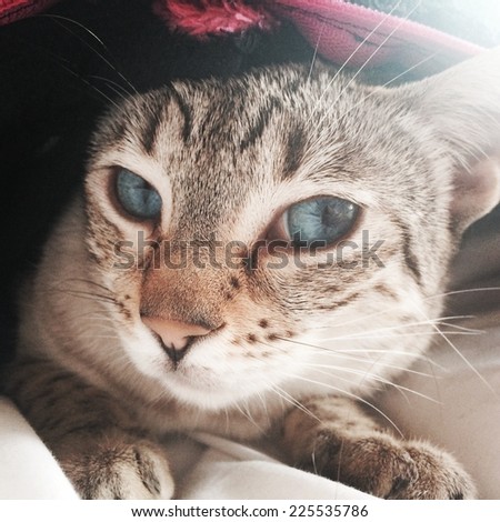 A blue eyed tabby cat hiding under a blanket.