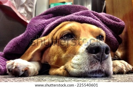 A sleepy dog with a purple towel on his head.