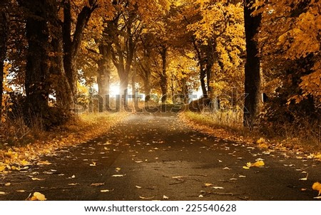 Trees with orange leaves line a paved road on both sides.