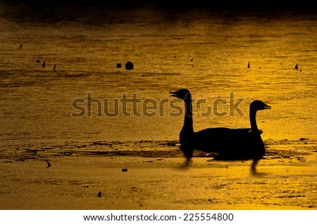 Two water fowl floating in opposite directions in calm water.