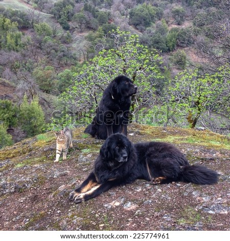 Two black dogs and a cat next to trees on a hillside.