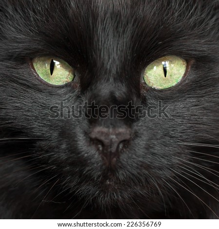 A black cat\'s face with a black nose.