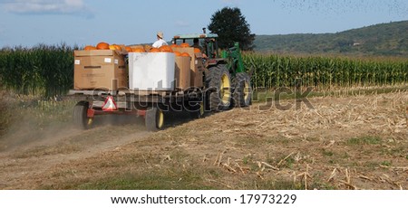 pumpkins being hauled on tractor by farmers with flock of birds flying over corn  field