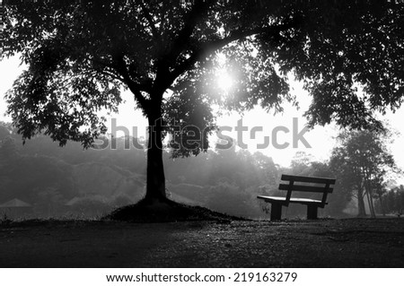Bench and Tree Shadows In the morning light ( This image has a high noise impact because it will give a more in-depth on this picture )