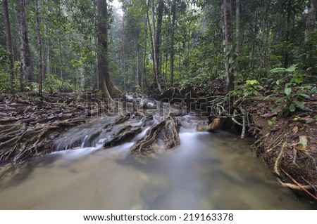 The equator green jungle and rain forest  with trees and bushes , clean and cool fresh water river flows through cascades stones and roots