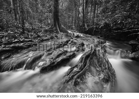 Black and white image of The equator green jungle and rain forest  with trees and bushes , clean and cool fresh water river flows through cascades stones and roots