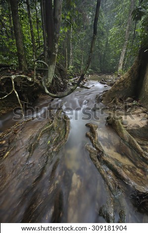 Image of The equator green jungle and rain forest with trees and bushes , clean and cool fresh water river flows through cascades stones and roots . Image has grain or noise and soft focus