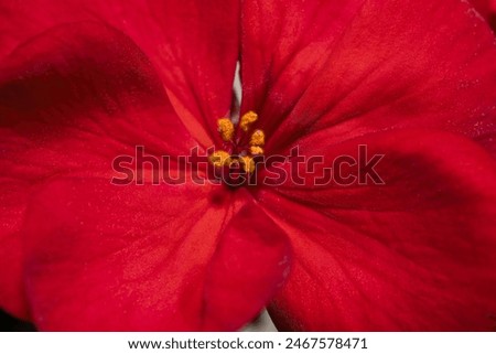 Similar – Image, Stock Photo Macro shot of garden rose