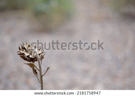 Similar – Image, Stock Photo Extreme drought Flower
