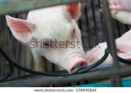 little pig show face in the cage