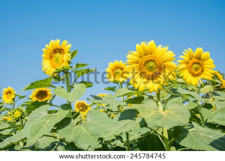Group of sun flower at farm with clear blue sky