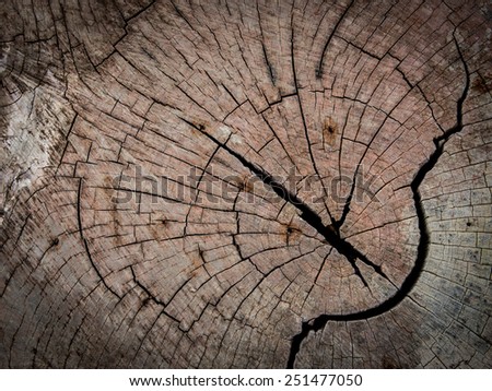 Old crack annual ring tree , vignette ,vignette effect