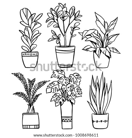Vector set of house plants in pots, outline drawings on a white background.