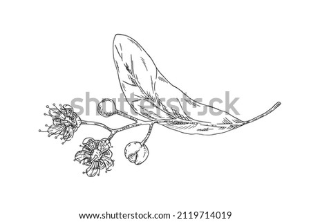 Linden hand drawn illustration in hatching style. Isolated vector.