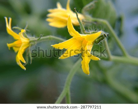 Yellow tomato flower