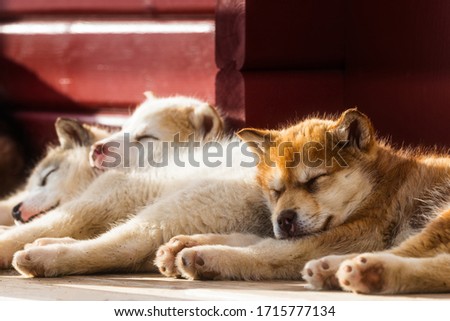 Cute Greenland dog puppies resting, Greenland.