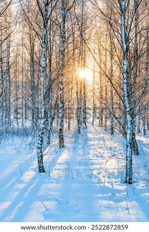 Similar – Image, Stock Photo Birches in the winter