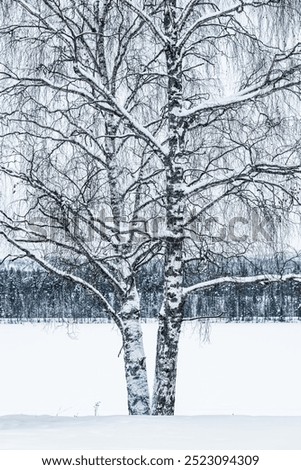 Similar – Image, Stock Photo Bäume im Schnee von oben