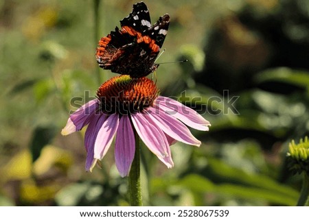 Similar – Foto Bild Distelfalter auf Echinacea purpurea