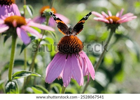 Similar – Foto Bild Distelfalter auf Echinacea purpurea