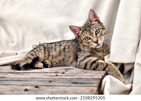 Similar – Image, Stock Photo Cute tabby cat lying down and looking at camera. Black and white image with copy space.