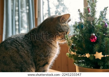 Similar – Foto Bild Katze, die durch das Fenster schaut, Katze mit Zunge