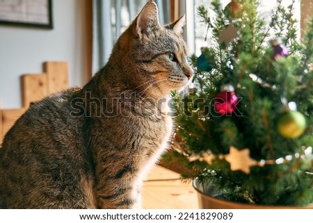 Similar – Foto Bild Katze, die durch das Fenster schaut, Katze mit Zunge