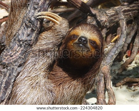 A three-toed sloth at Bocas del Toro in Panama, South America