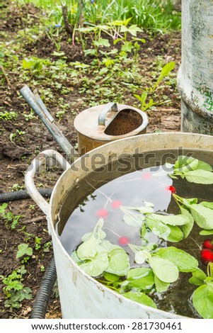 Fresh bright clean red radish with green haulm in a metal capacity with the clean water swiming and washing