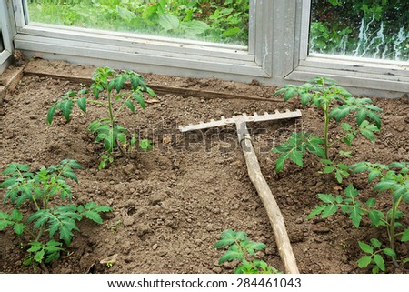 Rake with wooden handle lying among the young Tomato plants in the greenhouse growing in the summer garden