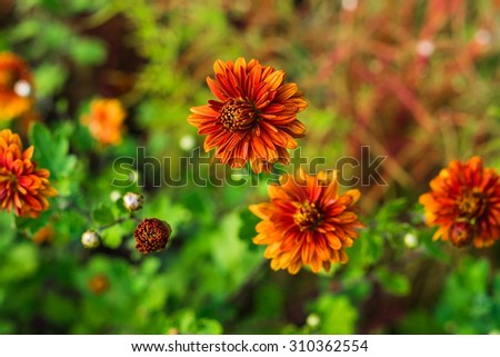 Orange chrysanthemum flowers in a garden at a sunny summer day