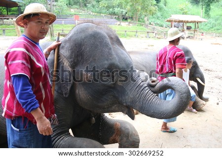 Muang District, CHIANGMAI,THAILAND - August 2:: Elephant sitting. Elephant show at Maesa Elephant Camp.August 2,2015