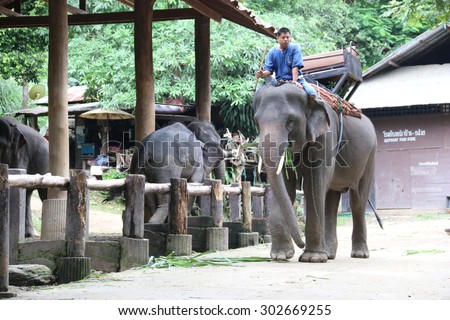CHIANGMAI,THAILAND - August 2:: Elephant sitting. Elephant show at Maesa Elephant Camp.August 2,2015